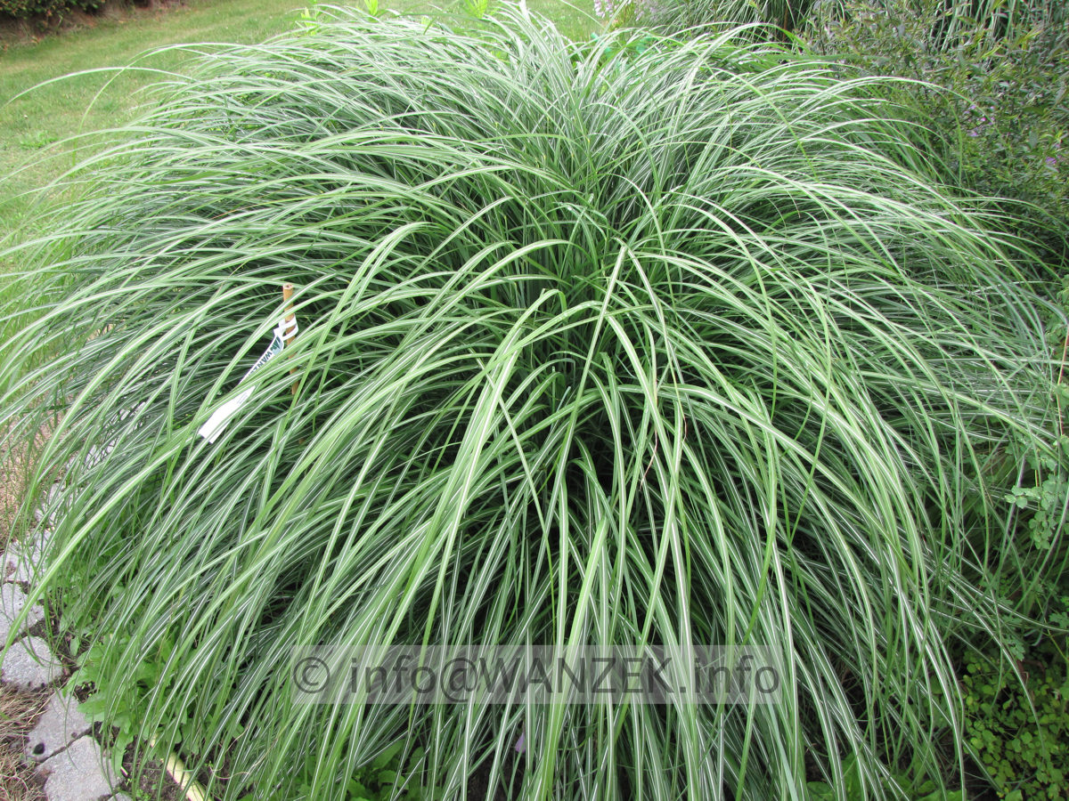 Miscanthus sinensis Adagio 02.JPG